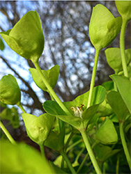 Branched inflorescence