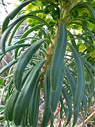 Narrow leaves