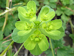 Euphorbia helioscopia