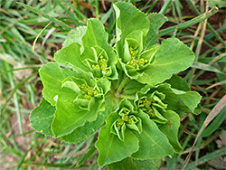 Bracts and flowers