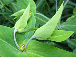 Euphorbia lathyris