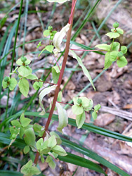 Purplish stem