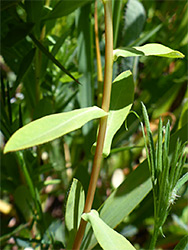 Alternate leaves