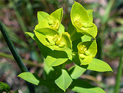 Inflorescence