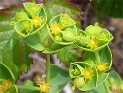 Euphorbia portlandica