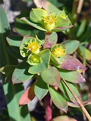 Bracts and flowers