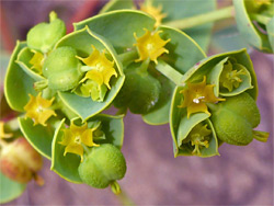 Inflorescence