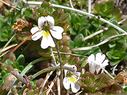 Three small flowers