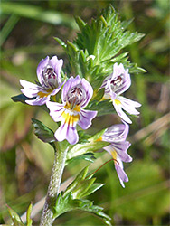 Four pale purple flowers