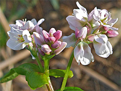 Buds and flowers