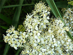 Creamy-white flowers