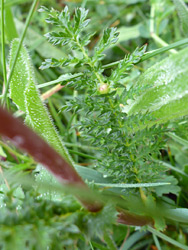 Toothed, compound leaf