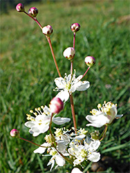 Buds and flowers