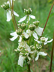 Withering flowers