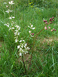 Flowers and buds