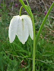 White flower