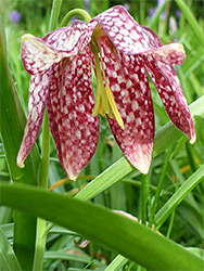 Stamens and tepals