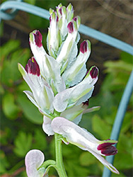 Clustered inflorescence