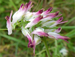 Inflorescence