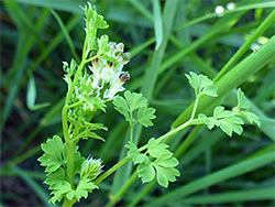 Leaves and upper stem