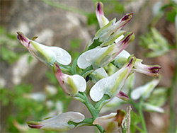 Purple-tipped flowers