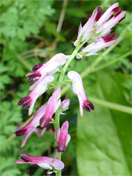 Purple-tipped flowers