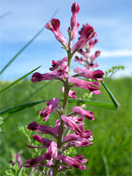 Inflorescence