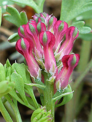 Developing flowers