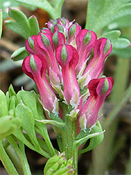 Developing flowers