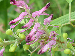 Fruit and flowers