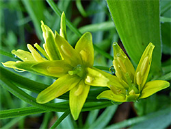 Yellow star-of-bethlehem