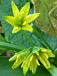 Greenish-yellow flowers