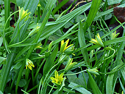 Leaves and stems