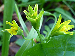 Developing flowers