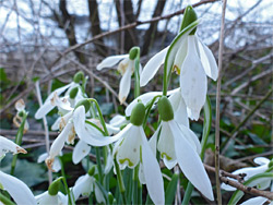 Galanthus nivalis