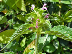 Top of a flowering stem