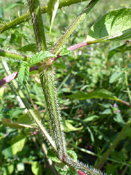 Hairy, square stem