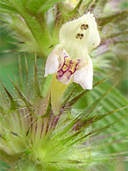 Common hempnettle