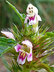 Pair of flowers