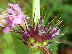 Spiny bracts