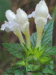 Three white flowers
