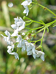 Galium constrictum