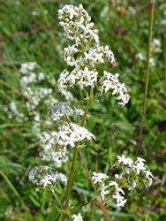 Hedge bedstraw