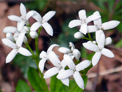Four-petalled flowers