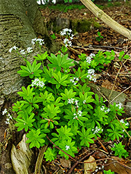 Flowers and leaves