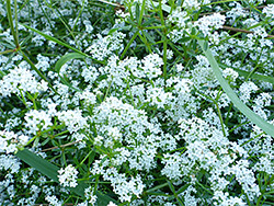 Many white flowers