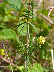 Flowers and leaves