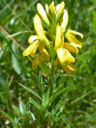 Flowers and leaves