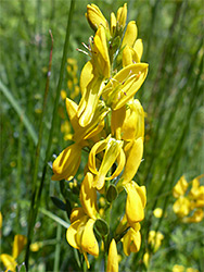 Elongated yellow flowers