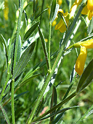 Ciliate leaves